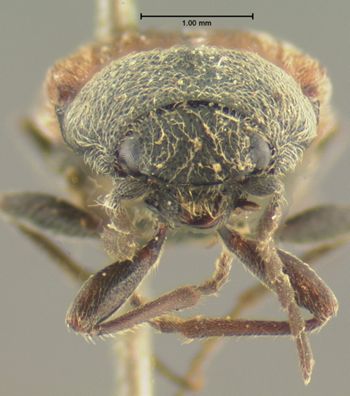 Media type: image;   Entomology 2527 Aspect: head frontal view